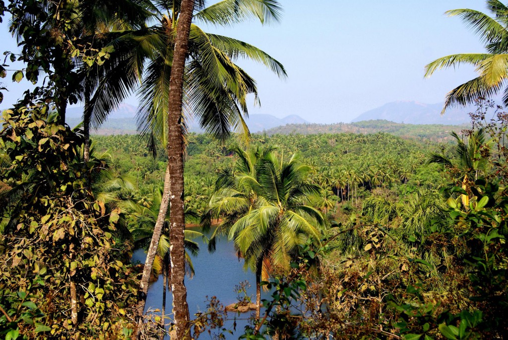 Goa, Dżungla