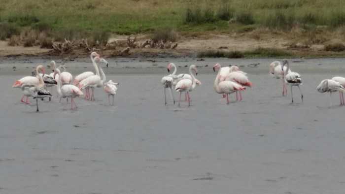 flamingi natura