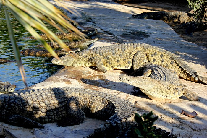 krokodyle tunezja