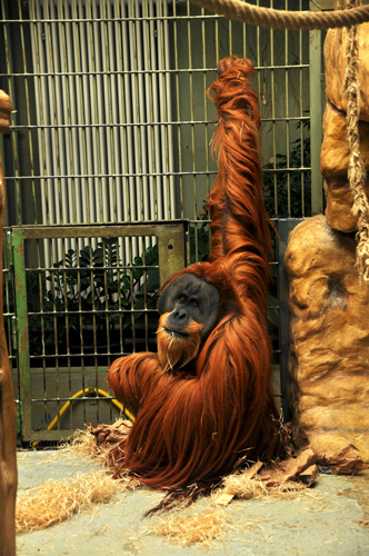 orangutan-czubaka