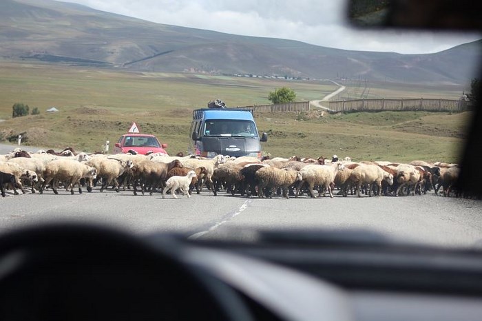 owce na drodze gruzja