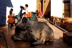 swieta krowa jodhpur
