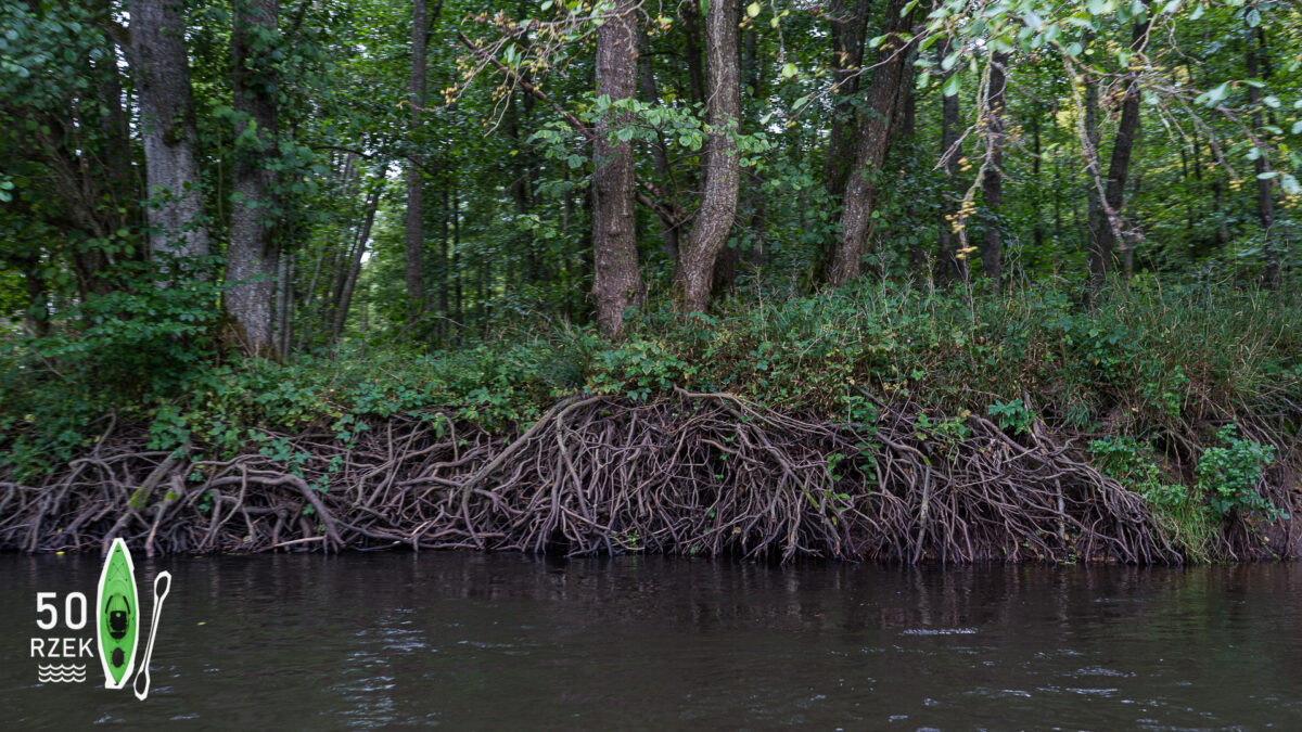 odsłonięte korzenie drzew przy brzegu rzeka na pomorzu