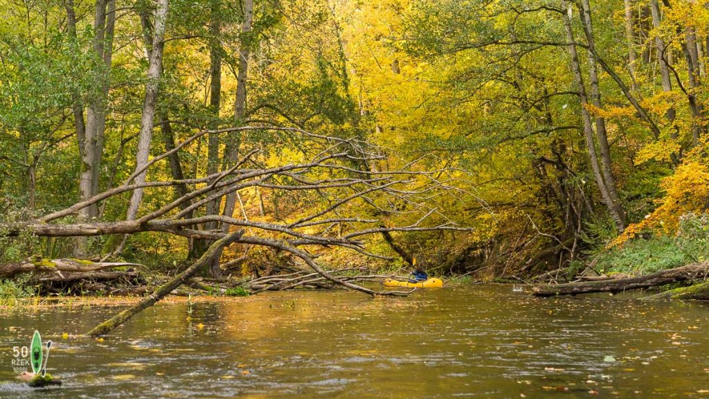 spływ kajakowy drawa drawienski park narodowy jesien