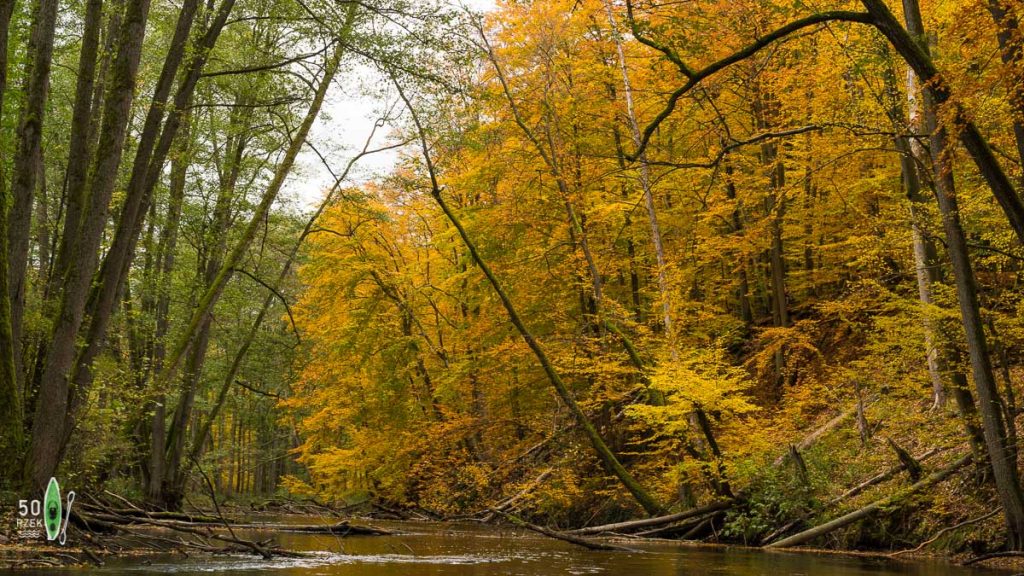 kajaki drawa drawienski park narodowy przyroda drzewa jesień